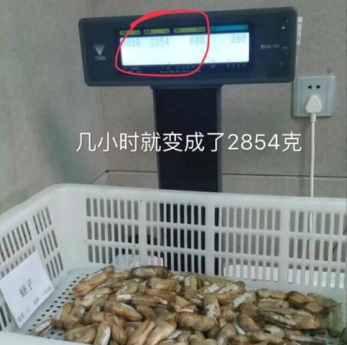 广西调查活羊被灌食增重窝点，揭开黑幕，守护食品安全