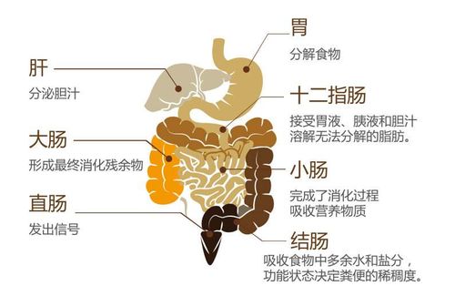 人体最大免疫器官竟是皮肤